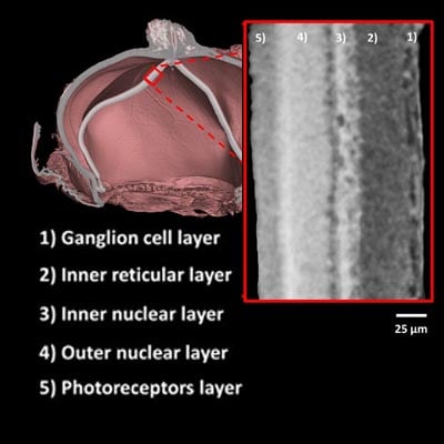 nano3DX plant science applications XCT2201