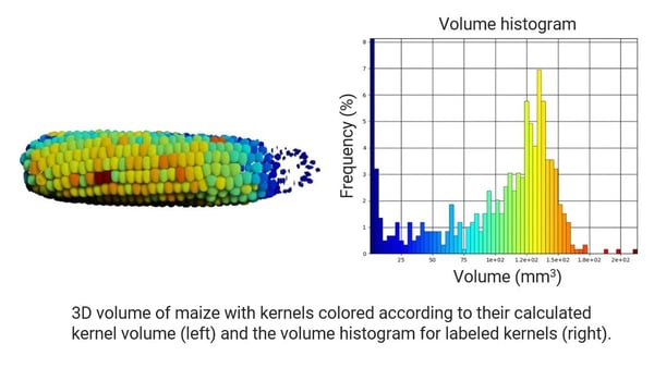 Maize (corn) kernel volume distribution