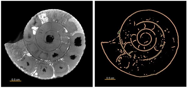 CT geology application ammonite 