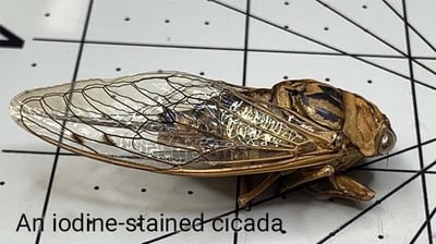 iodine-stained cicada