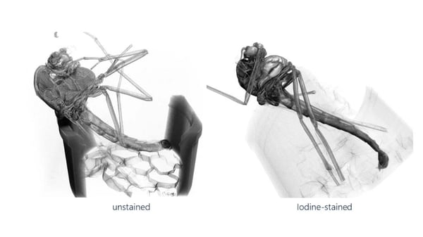 unstained vs stained insect X-ray CT scan comparison