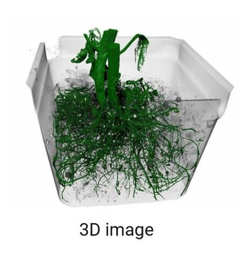 tomato roots CT scan