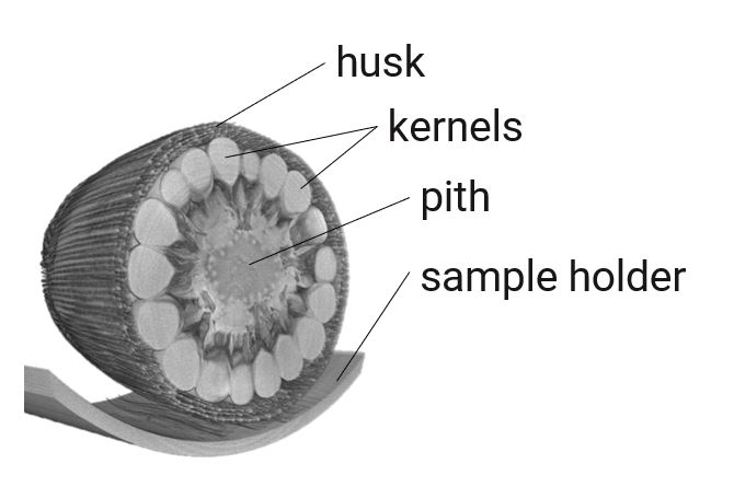 XCT life science application maize 1