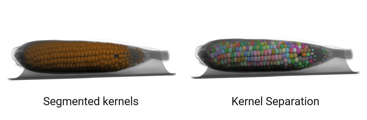 XCT life science application maize 2