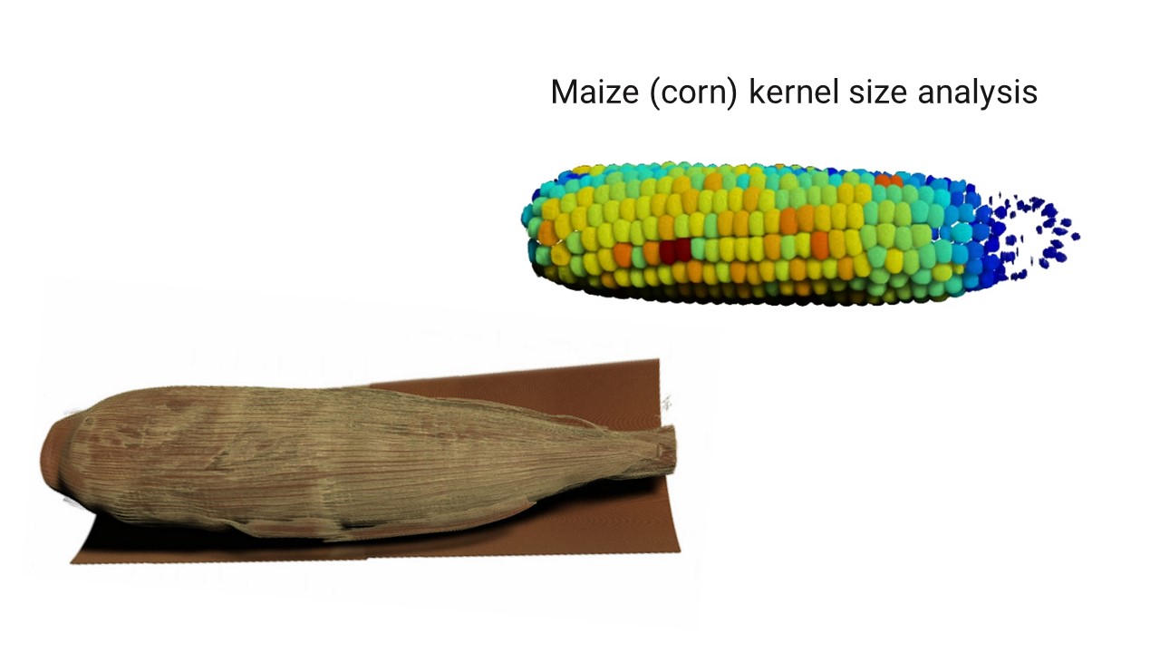 Maize kernel analysis