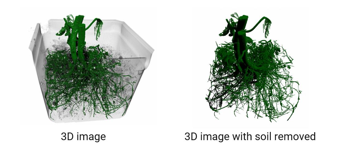 XCT life science application tomato root