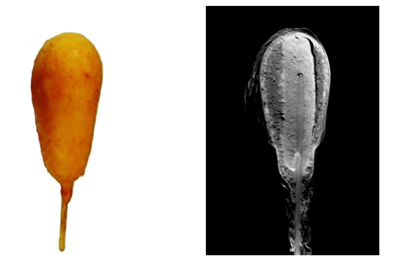 corndog X-ray CT scan