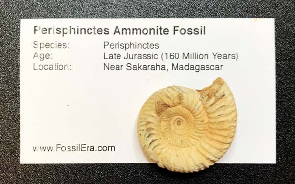ammonite fossil (Perisphinctes)