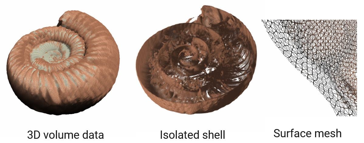Ammonite fossil scan