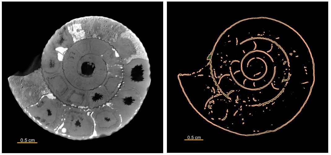 ammonite fossil (Perisphinctes) X-ray CT scan and shell segmentation
