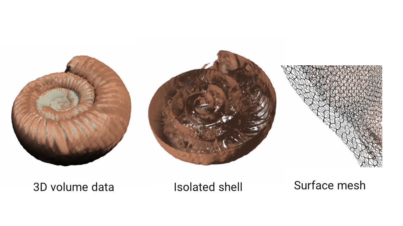 ammonite fossil (Perisphinctes) X-ray CT scan and shell segmentation and surface mesh