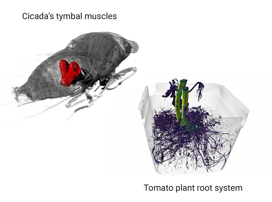 XCT life science application cicada tymbal muscles and tomato plant root systemal mu