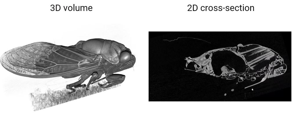 XCT life science application cicada 2-min