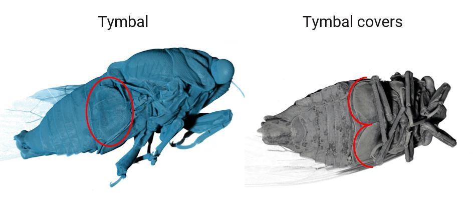 XCT life science application cicada 4-min