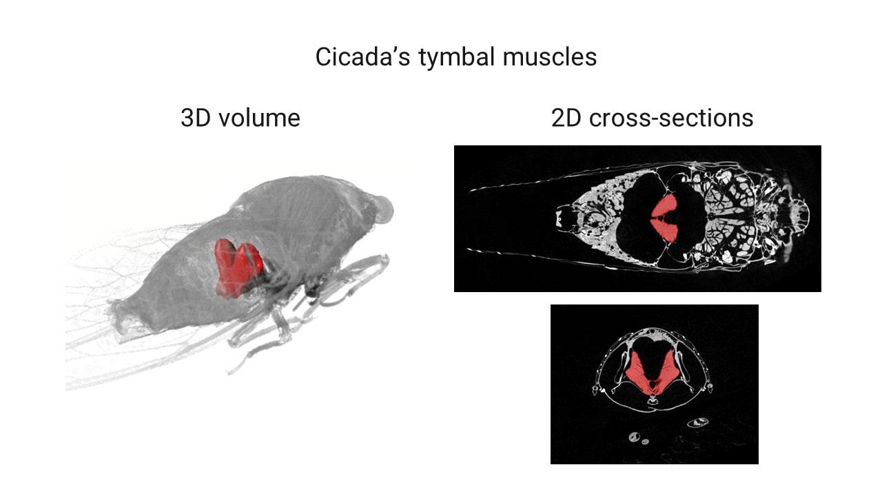 Cicada analysis