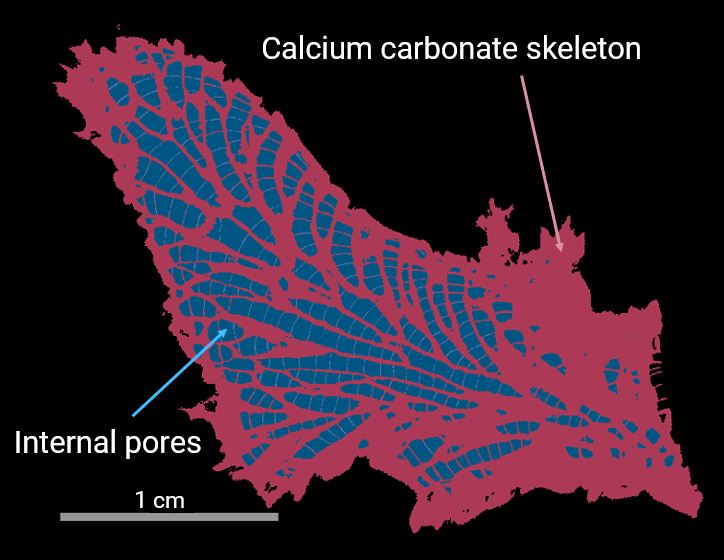 coral skeleton calcium carbonate and air segmentation