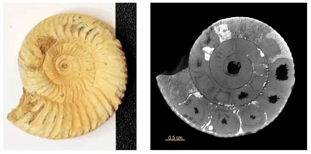 ammonite X-ray CT scan
